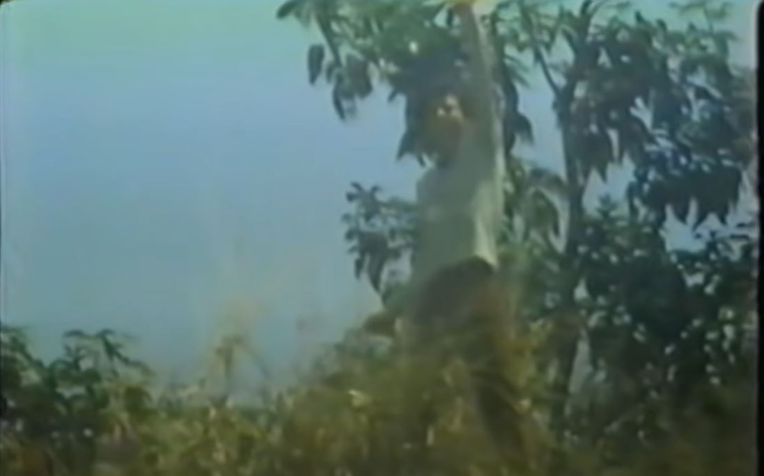 Past Bobby calling Angelica a few seconds later