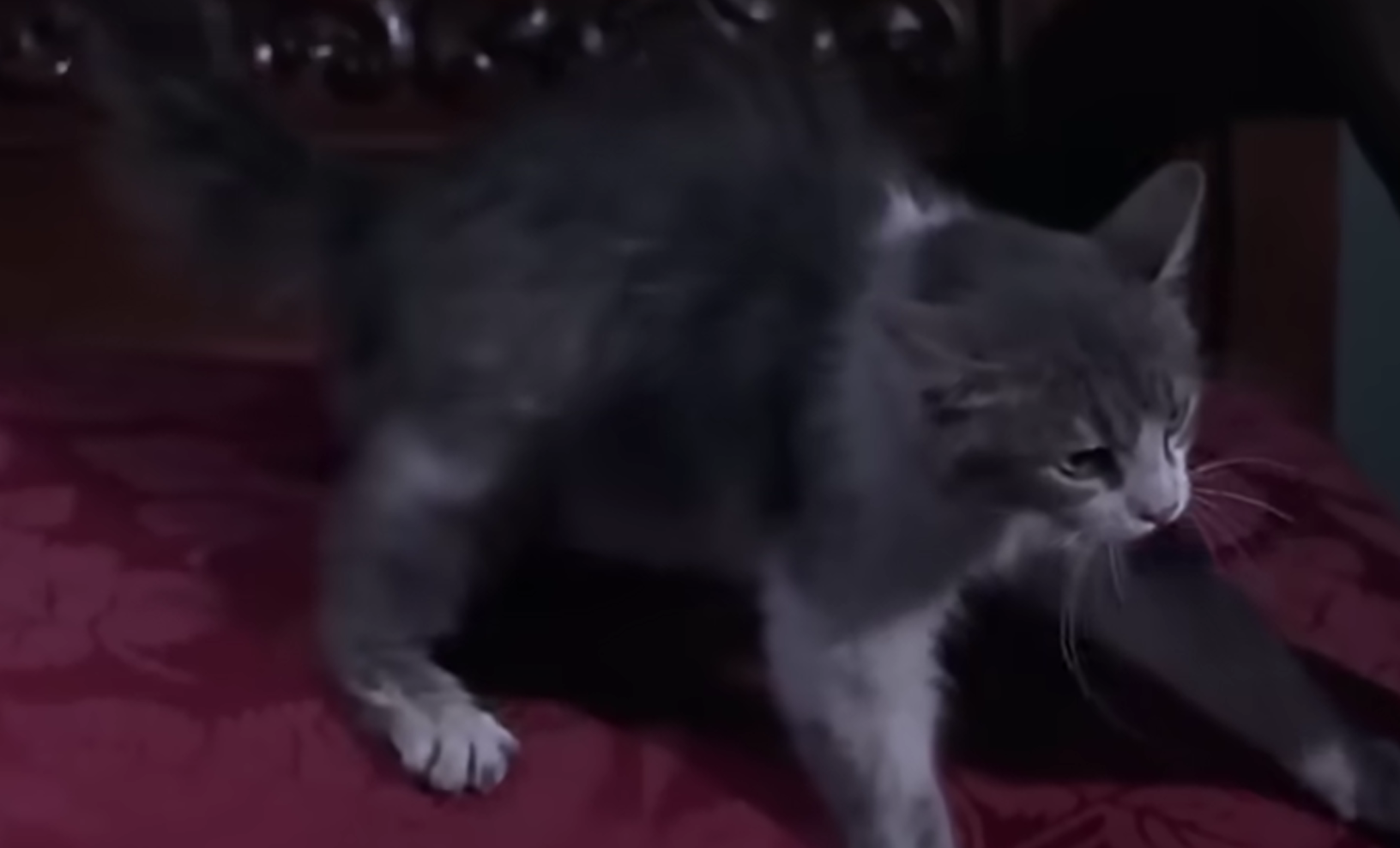 Gata enojada por la fantasma Andrea