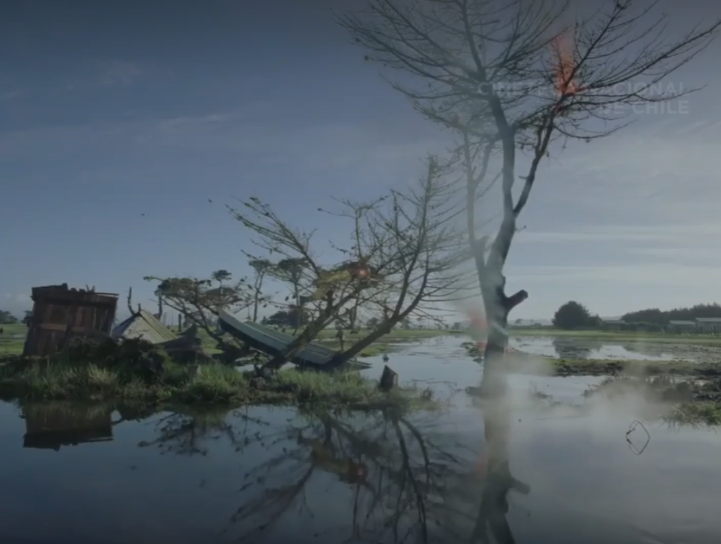 A shot of a tree after the maremoto. 