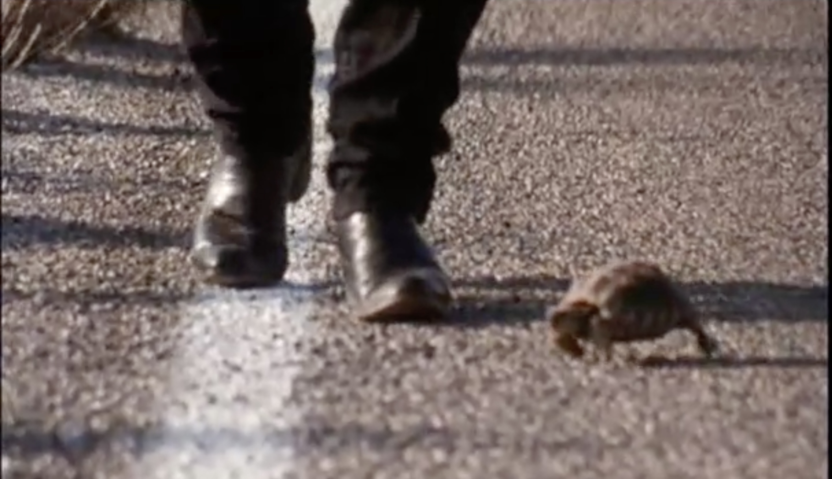 turtle close up shot by mariachi's feet