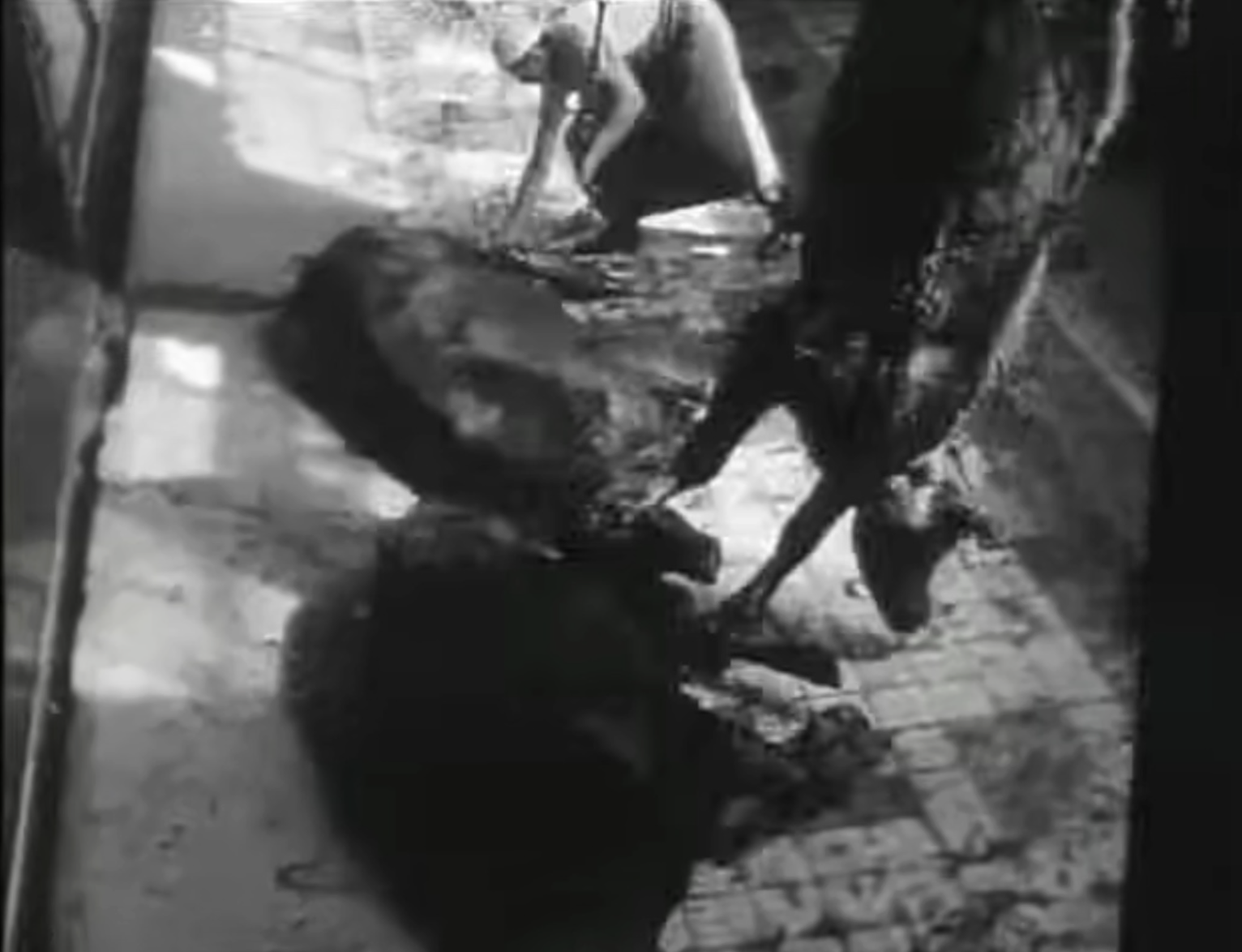 On a blood-spattered tiled floor, an industrial worker stoops over a slaughtered cattle carcass as it is dragged and processed near heavy metal hooks and drainage channels.