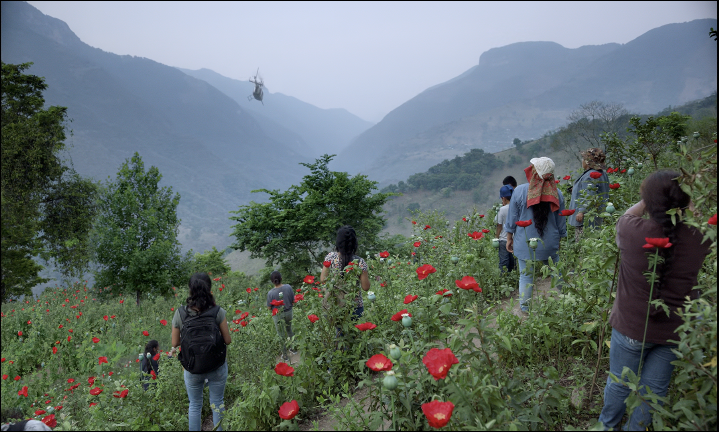 Villagers working in the poppy fields