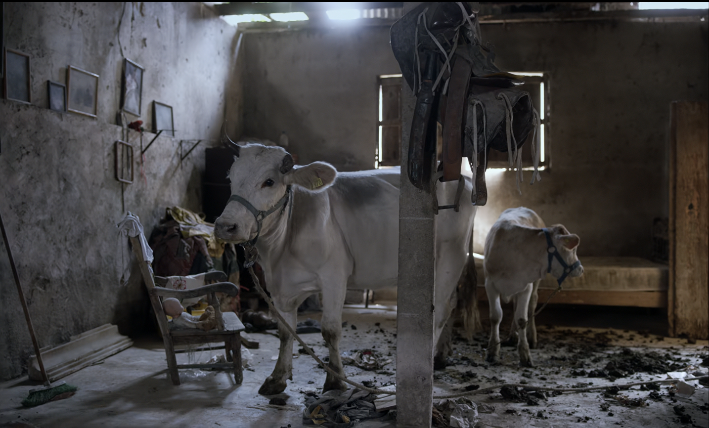 The cows together