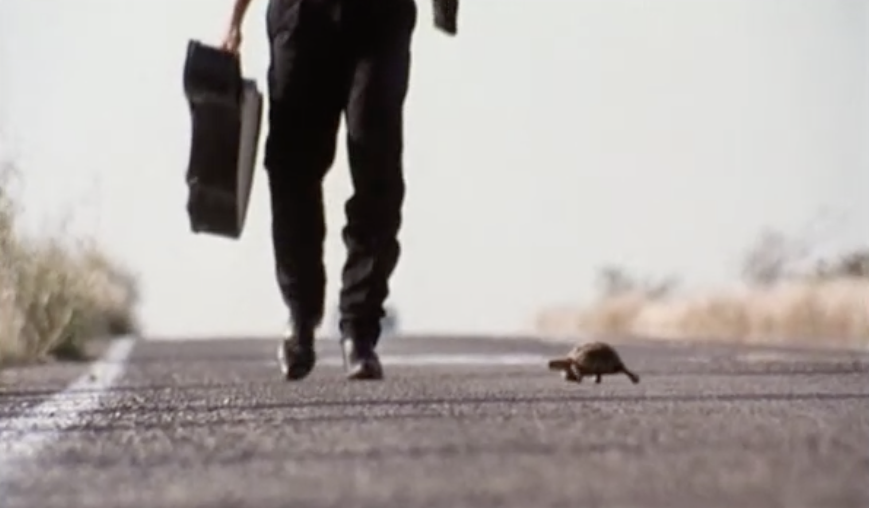 turtle crossing the road